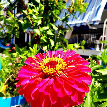 فندق Zante Dahlia لاغاناس المظهر الخارجي الصورة