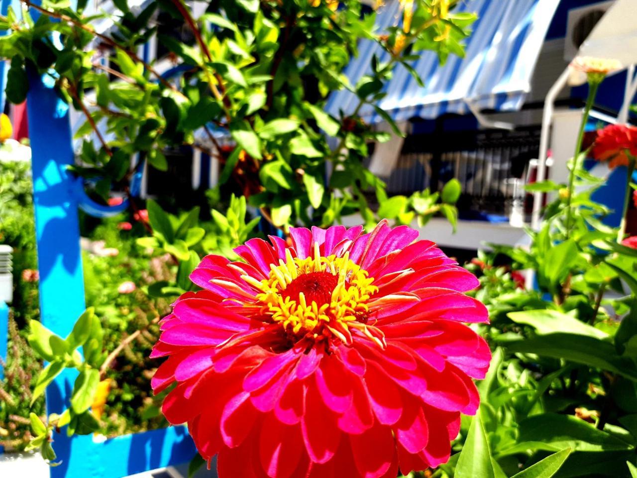 فندق Zante Dahlia لاغاناس المظهر الخارجي الصورة