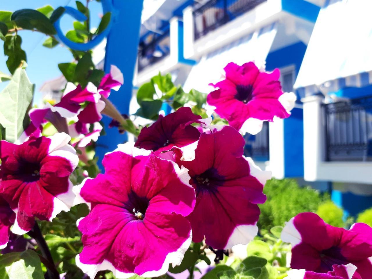 فندق Zante Dahlia لاغاناس المظهر الخارجي الصورة