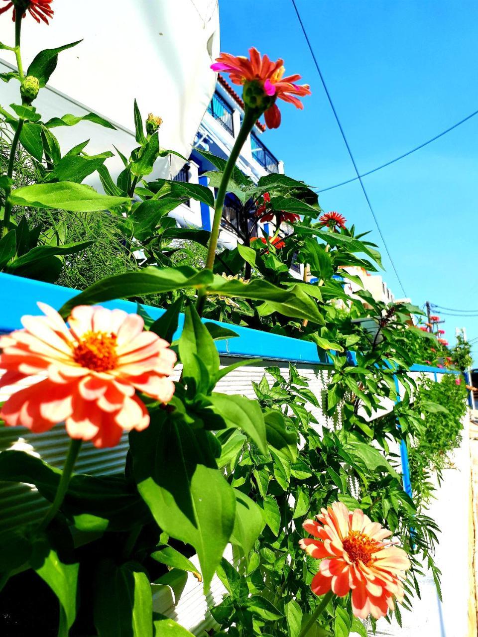 فندق Zante Dahlia لاغاناس المظهر الخارجي الصورة