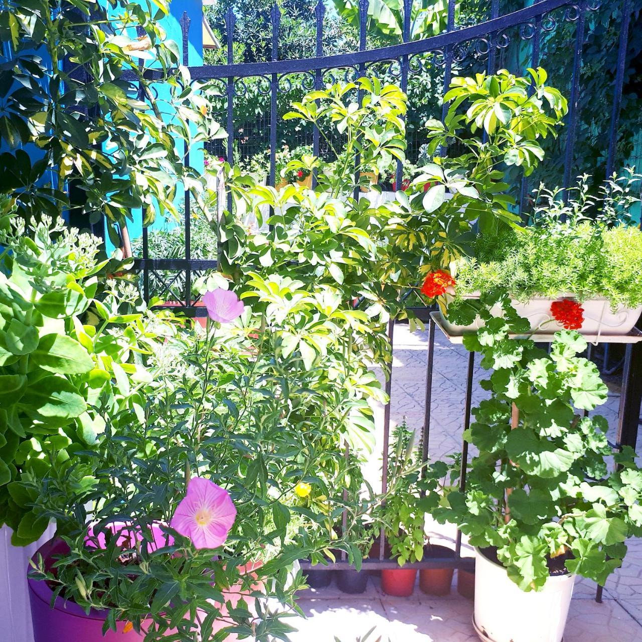 فندق Zante Dahlia لاغاناس المظهر الخارجي الصورة