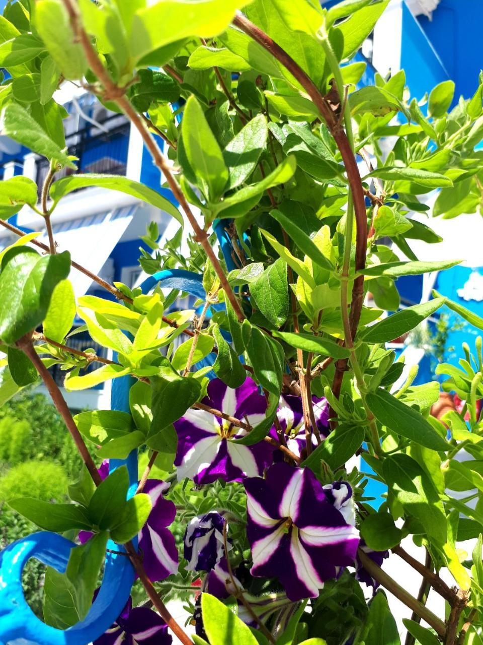 فندق Zante Dahlia لاغاناس المظهر الخارجي الصورة
