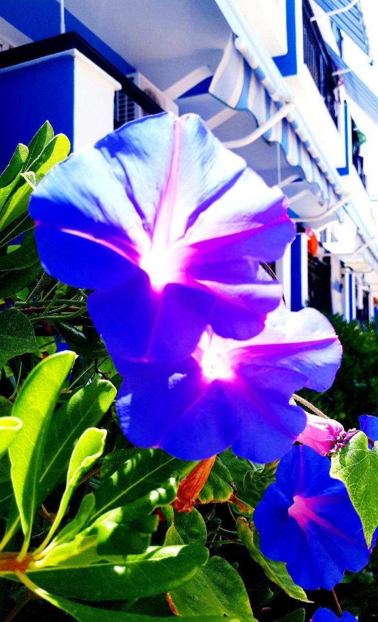 فندق Zante Dahlia لاغاناس المظهر الخارجي الصورة