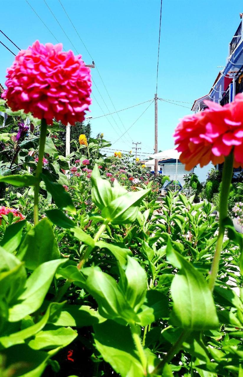 فندق Zante Dahlia لاغاناس المظهر الخارجي الصورة