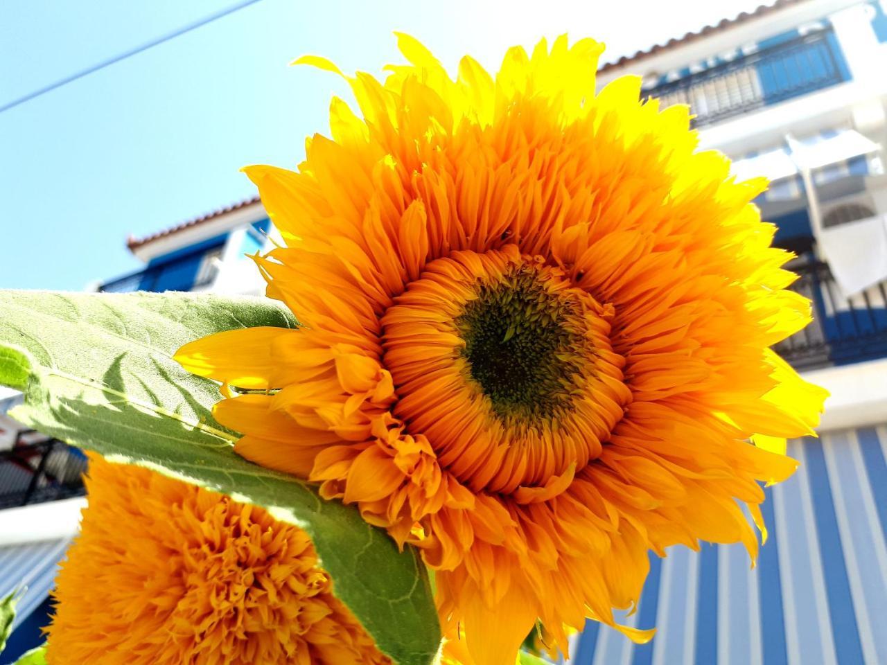 فندق Zante Dahlia لاغاناس المظهر الخارجي الصورة